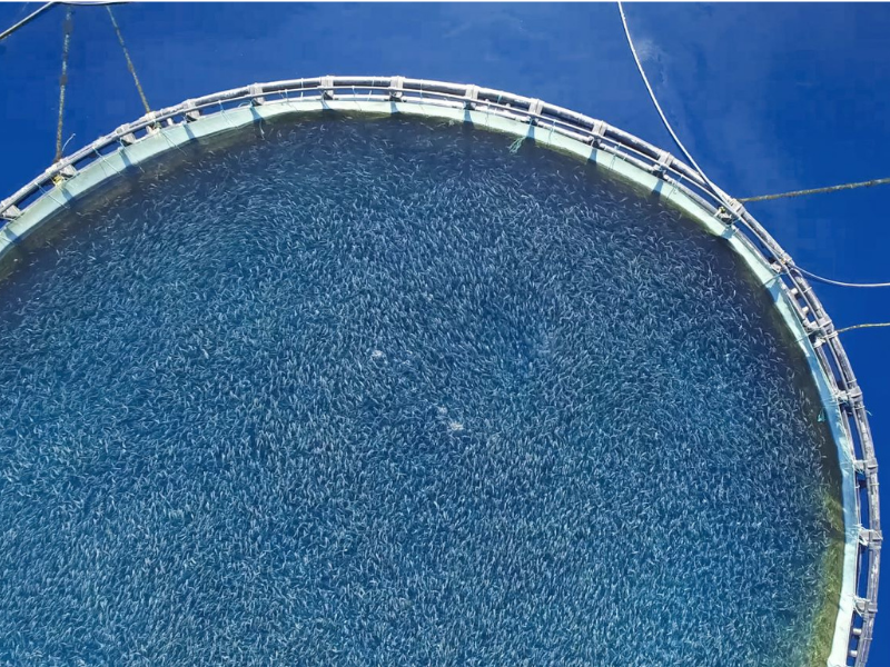 aquaculture structure