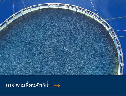 Aquaculture THAI